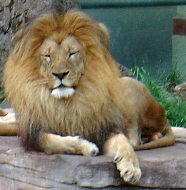 amine    lion